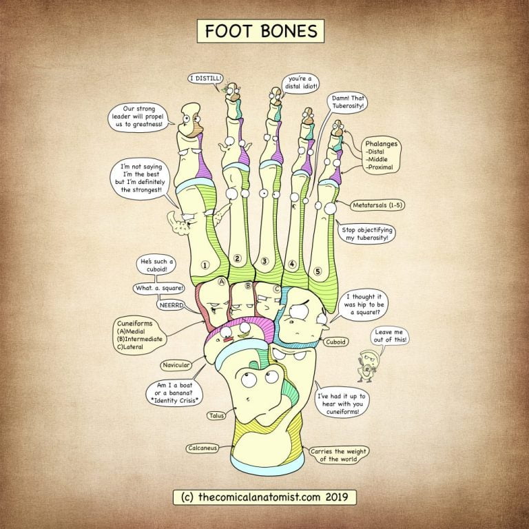 Anatomy of the navicular bone Auckland Podiatrist, Caron Orelowitz